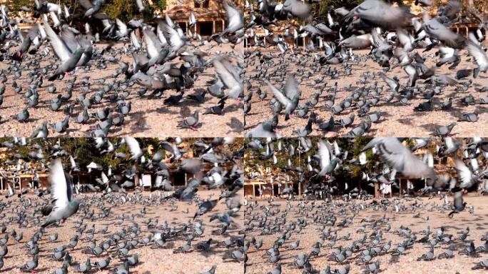 一群鸽子在斋浦尔飞翔