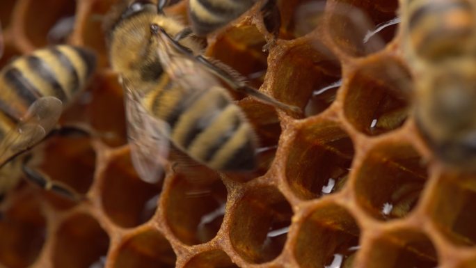 蜂巢工蜂采蜜花蜜蜂王浆