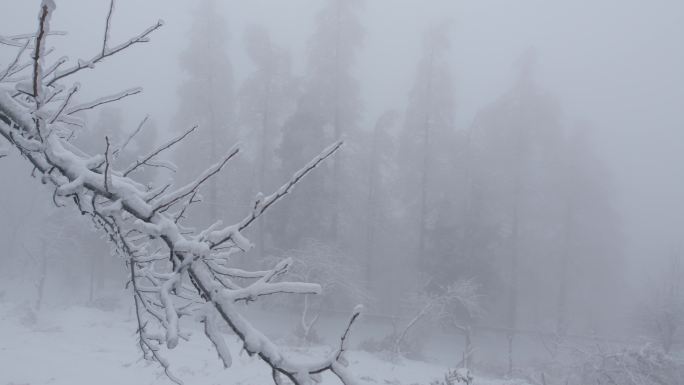 6K浓雾冰雪下的清晨树枝04