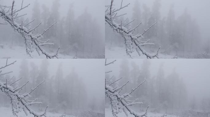 6K浓雾冰雪下的清晨树枝04