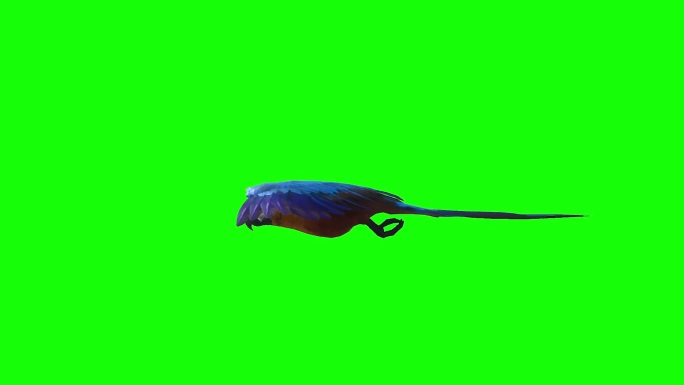 金刚鹦鹉在绿色屏幕上飞行