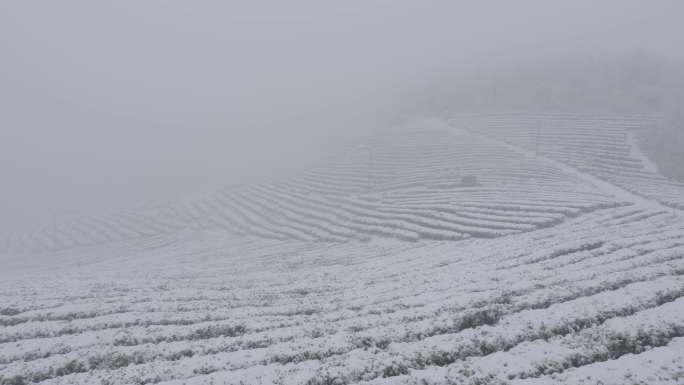 6K飘过大雾的雪地高山茶园07