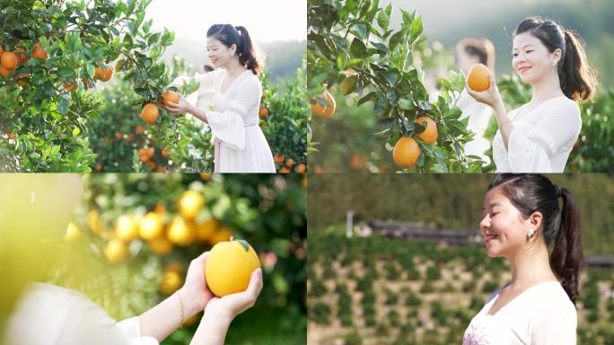 脐橙采摘新鲜水果特写阳光农业种植丰收唯美