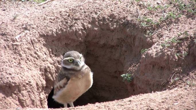 一只穴居猫头鹰被吓回了它的安全洞穴。