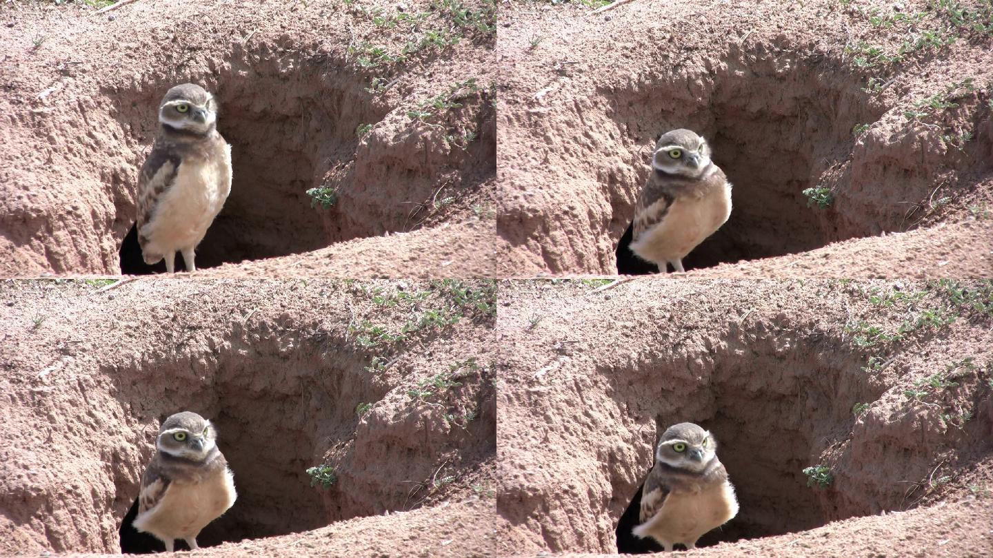 一只穴居猫头鹰被吓回了它的安全洞穴。
