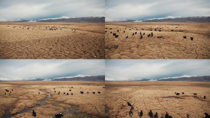 西藏牦牛群航拍野牦牛牦牛群草原放牧