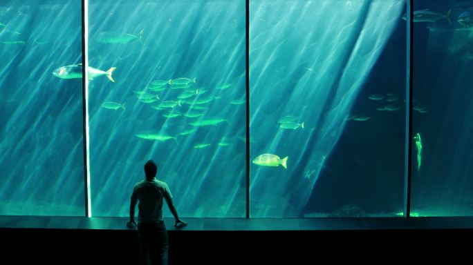 水族馆里的鱼海洋馆游玩观赏