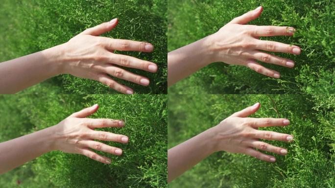 女人用手在新鲜的绿叶上滑动