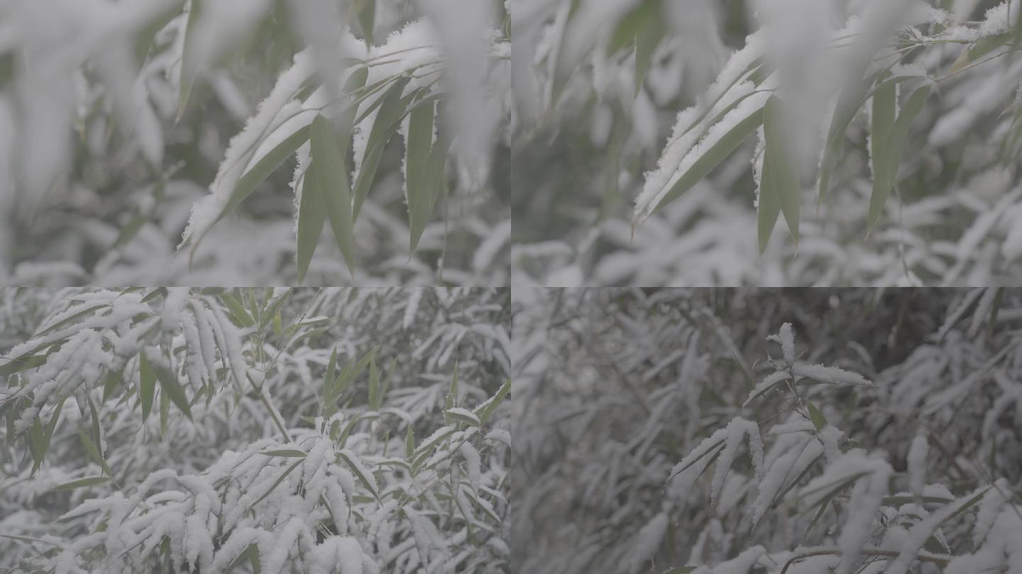 高清灰片冬雪花松树竹叶特写素材