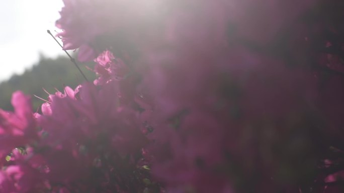 春天紫红色杜鹃花