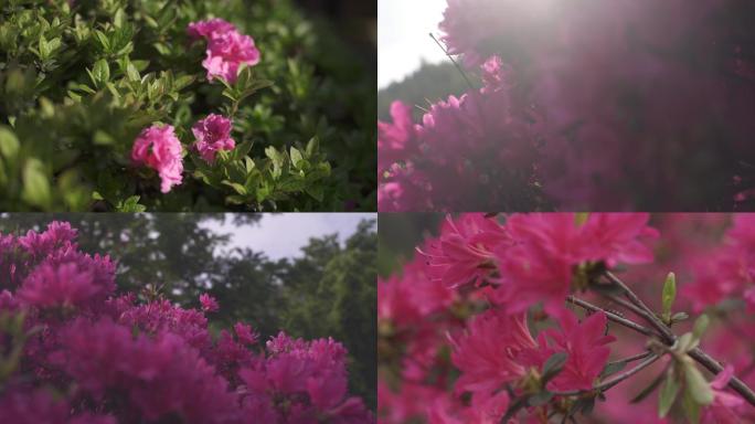 春天紫红色杜鹃花