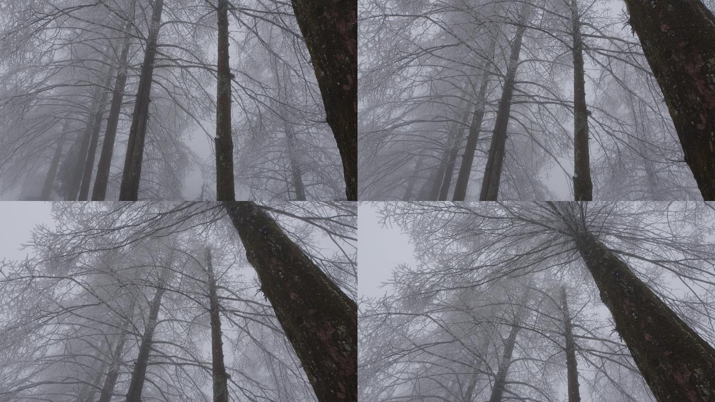6K浓雾冰雪覆盖的杉树树冠02