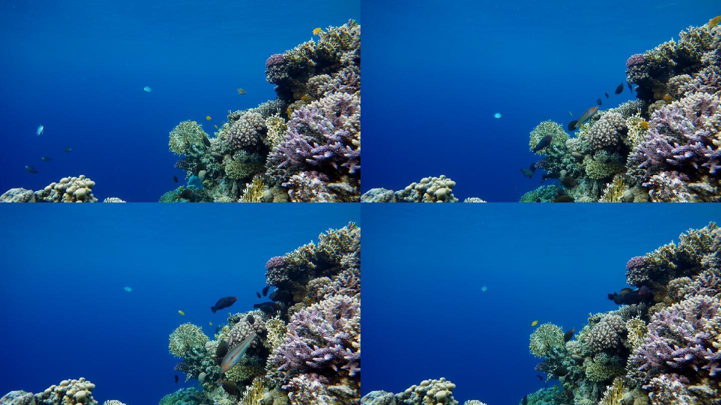 热带鱼和珊瑚礁