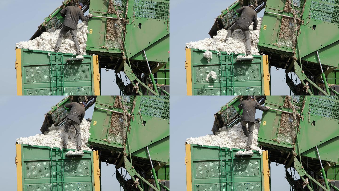 工人将收获的棉花从收获机倾倒到拖车中。