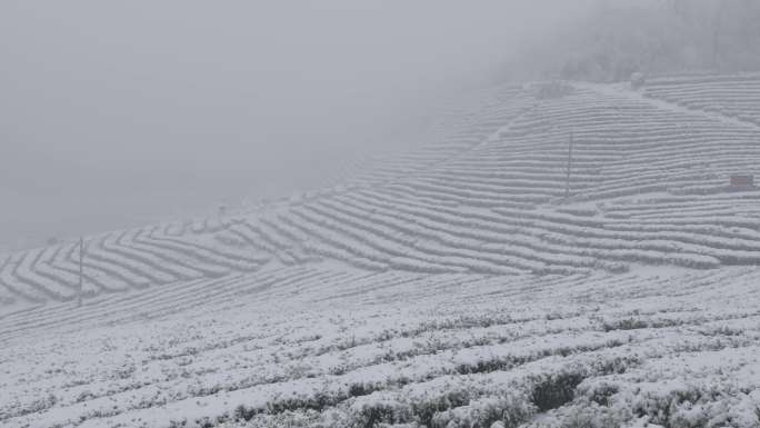 6K飘过大雾的雪地高山茶园04