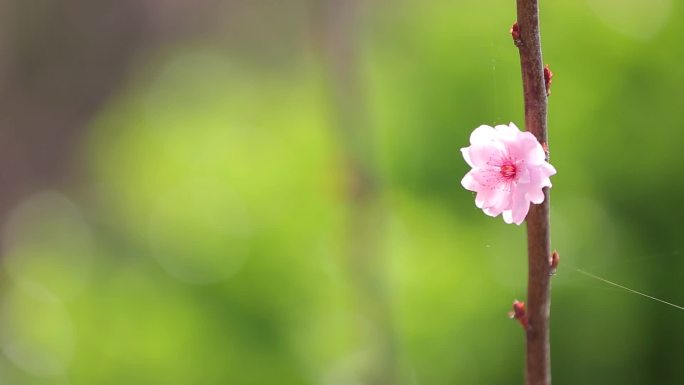 桃花【原创】