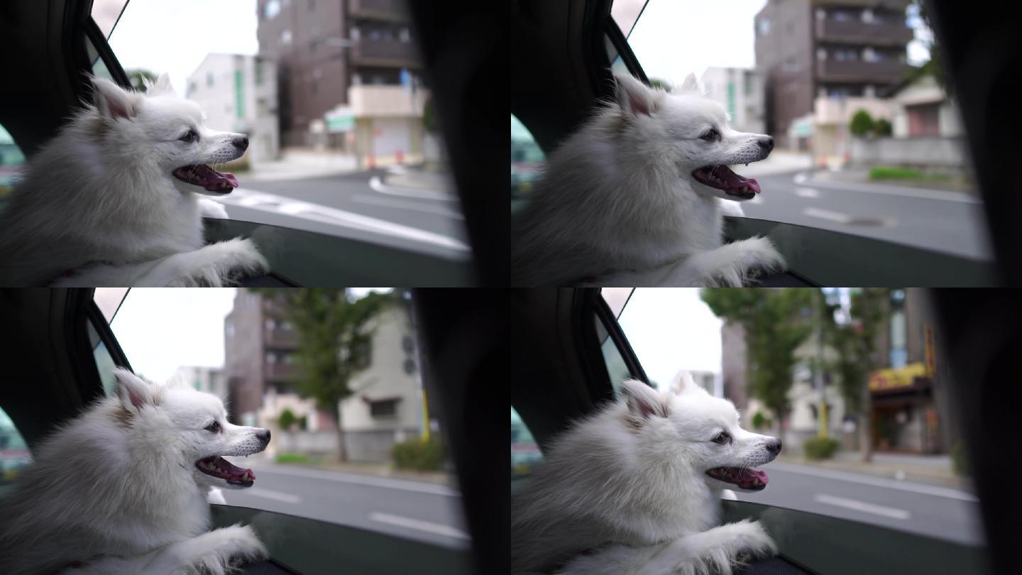 狗趴在车窗上