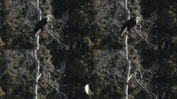 一只栖息在树上的秃鹰起飞