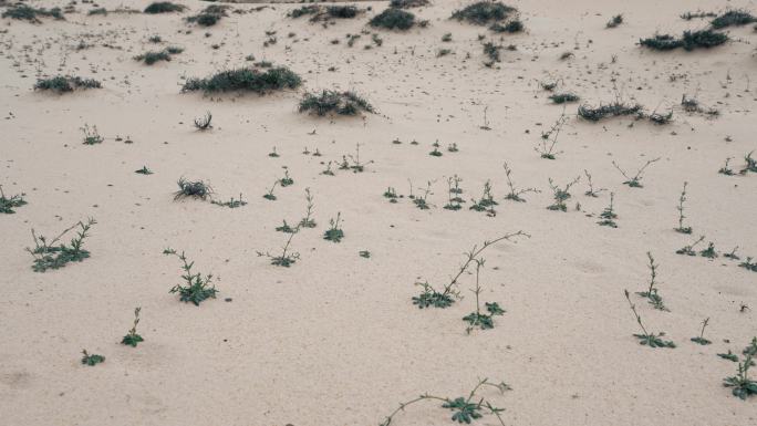 沙地野生植物