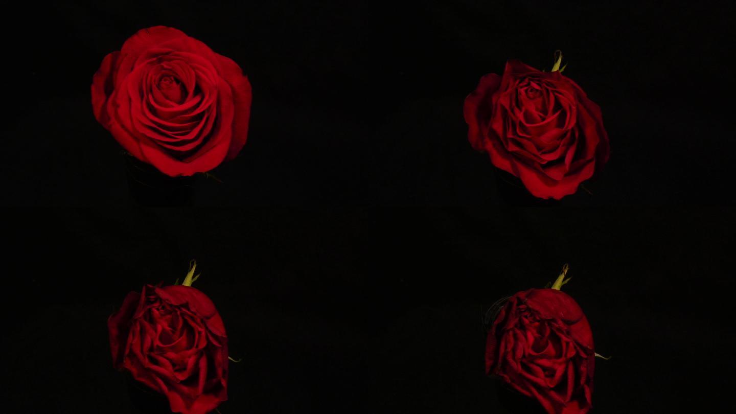 枯萎的玫瑰，凋落的花朵素材_1920X1080_高清视频素材下载(编号:4622918)_实拍视频_光厂(VJ师网) www.vjshi.com