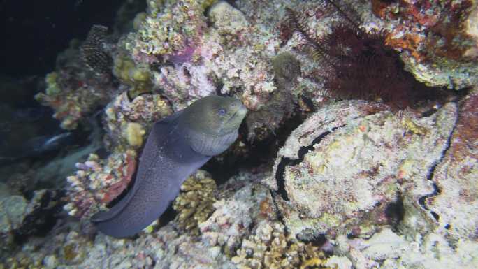 海鳗在暗礁附近游荡