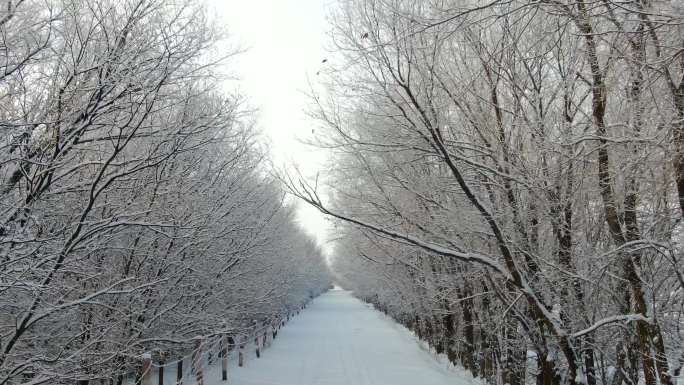 航拍穿越雪后的树林