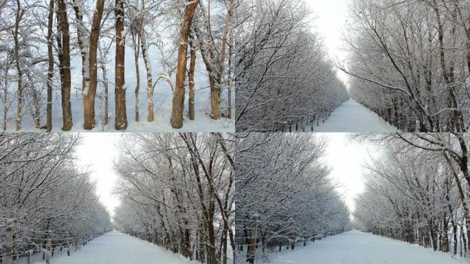 航拍穿越雪后的树林