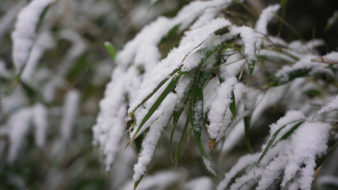 高清灰片冬雪花松树竹叶特写素材