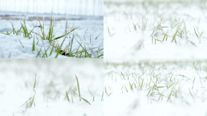 冬小麦苗积雪