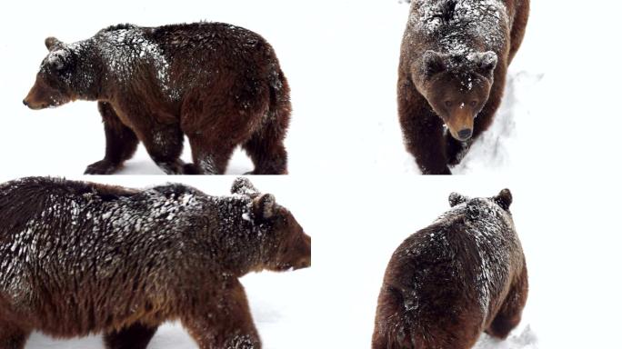 棕熊在雪中行走冬天雪地生态自然