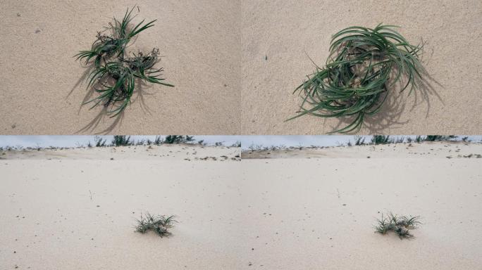 海岸沙地植物