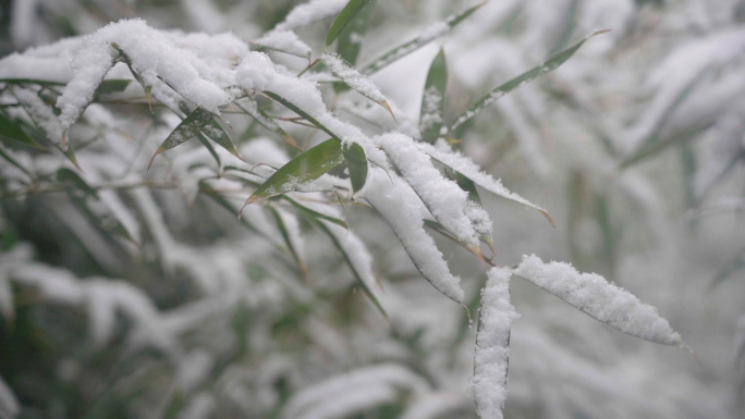 高清灰片冬雪花松树竹叶特写素材