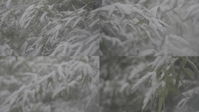 高清灰片冬雪花松树竹叶特写素材