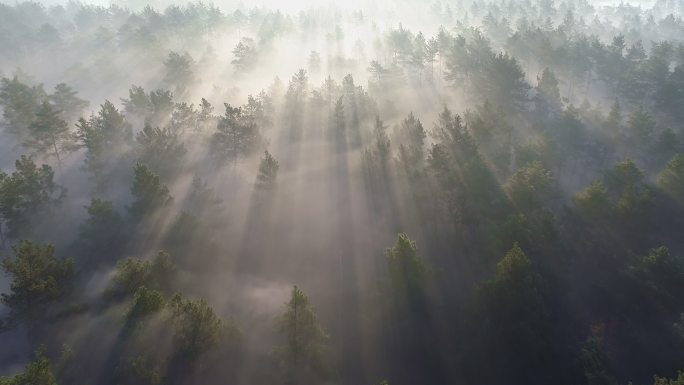 日出时飞越雾蒙蒙的松林