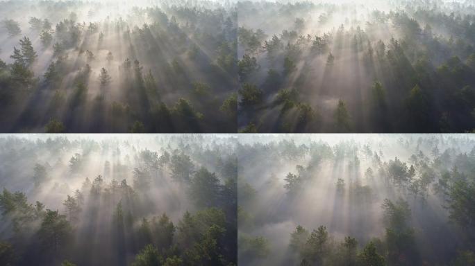 日出时飞越雾蒙蒙的松林