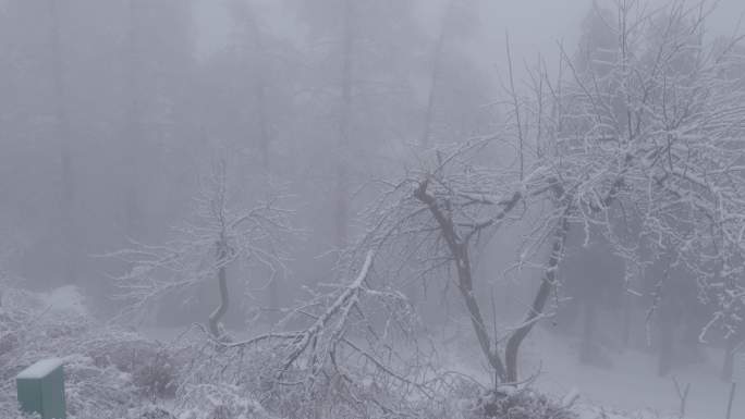 6K浓雾冰雪下的清晨树木09