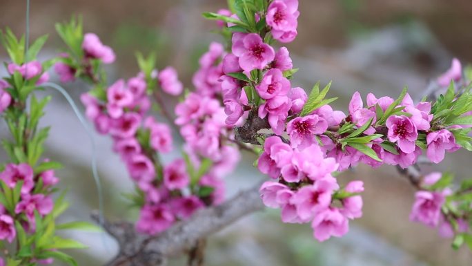 实拍桃花朵朵开