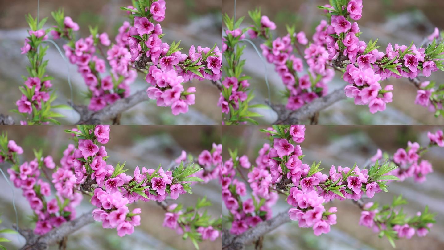 实拍桃花朵朵开