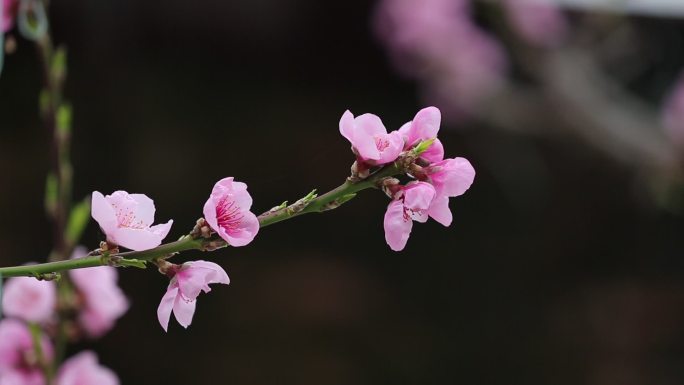 实拍桃花开