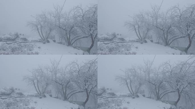 6K浓雾冰雪下的清晨树木01
