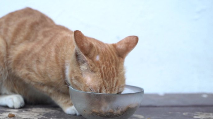 橘猫吃饭