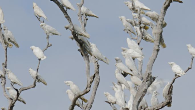 科雷拉鹦鹉大自然环境保护环保