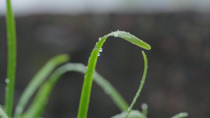 春天-下雨天-植物唯美空镜头4k