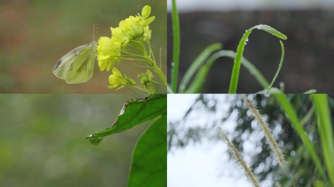 春天-下雨天-植物唯美空镜头4k