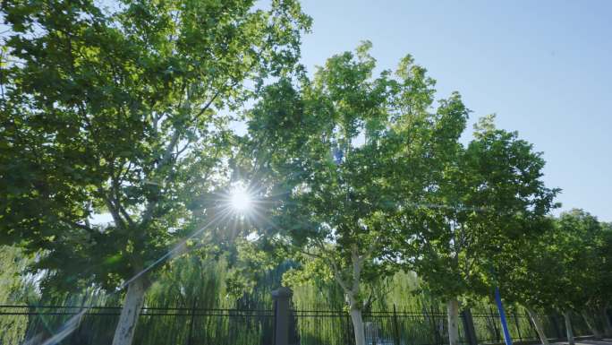 树林 炫光 氛围 夏日 晴朗