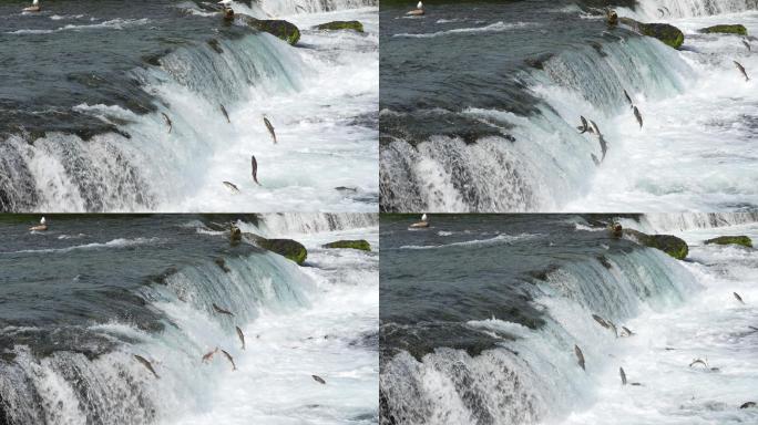 红眼鲑鱼以慢动作跳上小溪瀑布