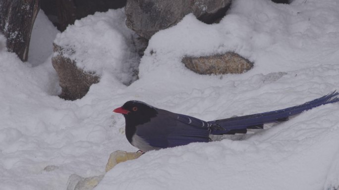 红嘴蓝鹊冰雪中觅食2-1【60p】