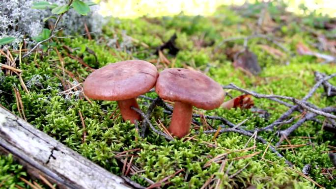 两个棕色蘑菇的近照