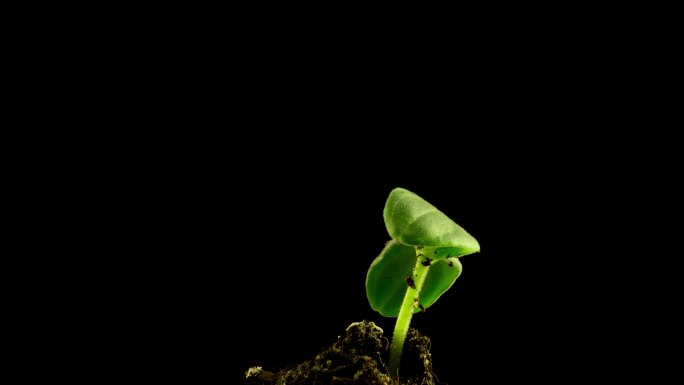 绿色黄瓜植株发芽种子破土发芽新生春天