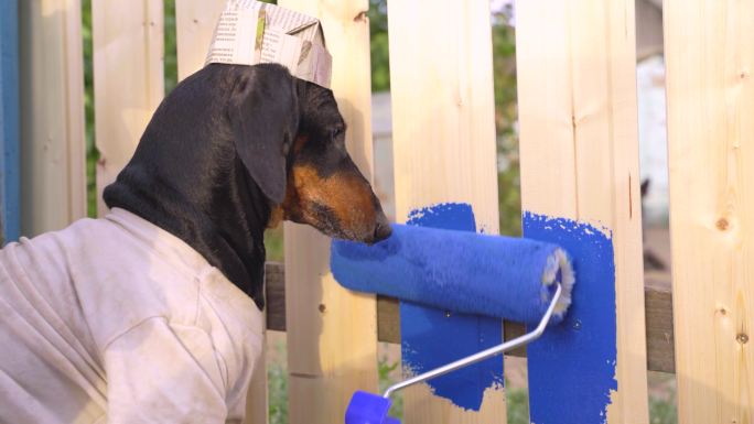 小狗用油漆辊在木栅栏上涂油漆